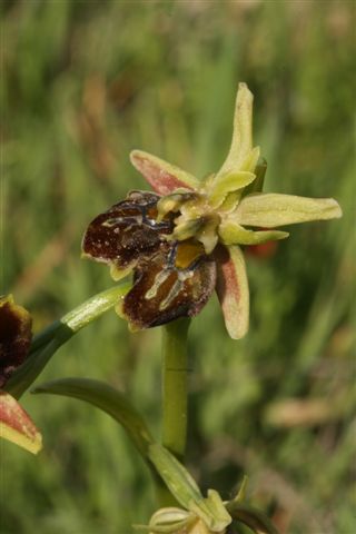 Oph. mamm. ssp. posteria Kissousa Cipro 1161.jpg