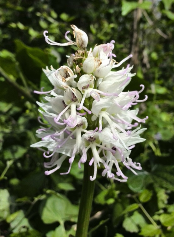 Orchis simia fo. alba 002.jpg