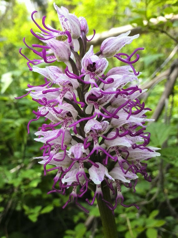 Orchis simia 044.jpg