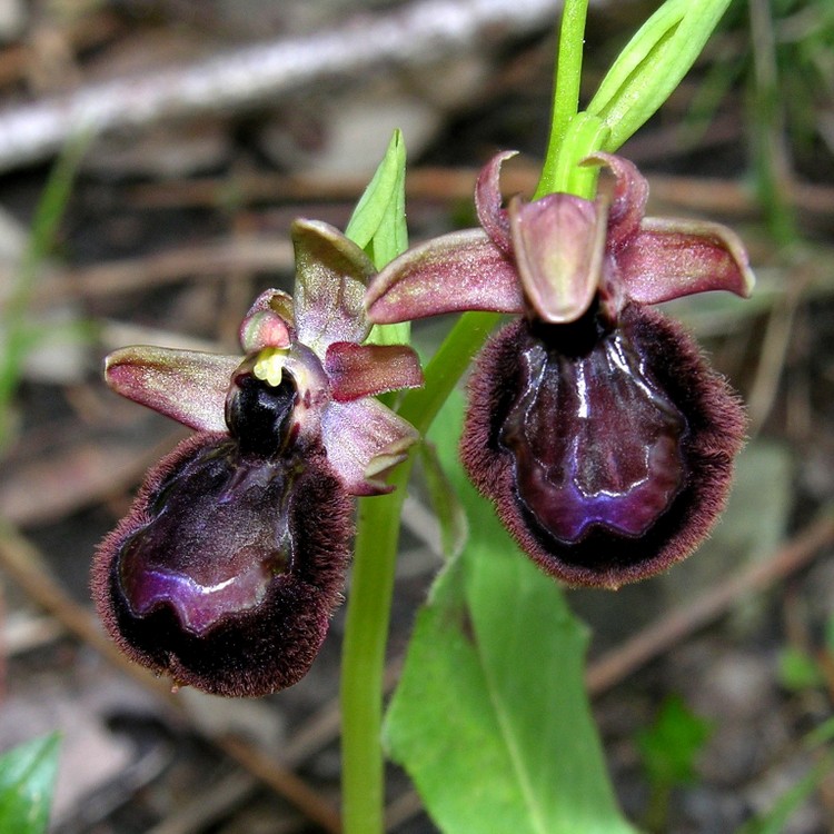 Ophrys x pantalicensis (4).JPG