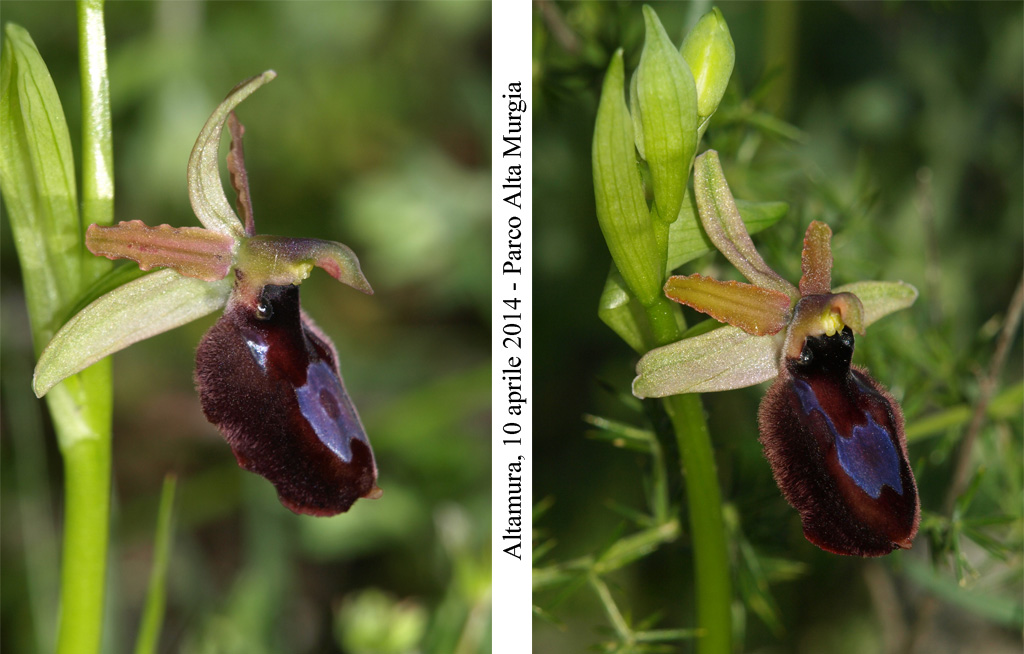 Ophrys-bertolonii-contr-4.jpg