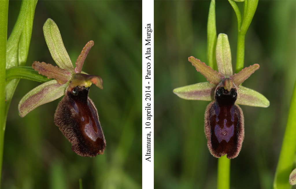 Ophrys-bertolonii-contr-3.jpg