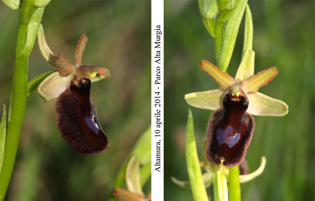 Ophrys-bertolonii-contr-2.jpg