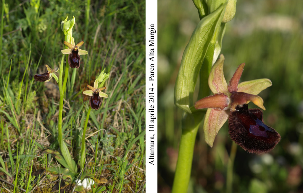 Ophrys-bertolonii-contr-1.jpg