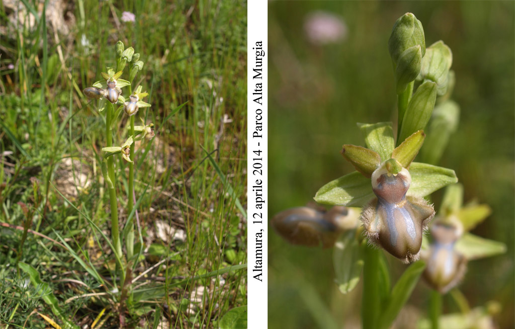 Ophrys-incubacea.jpg