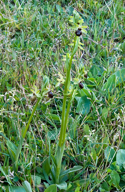 Ophrys-7153_55_2014.jpg