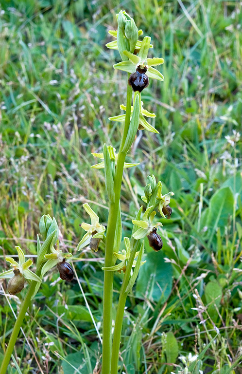 Ophrys-7156_57_2014.jpg