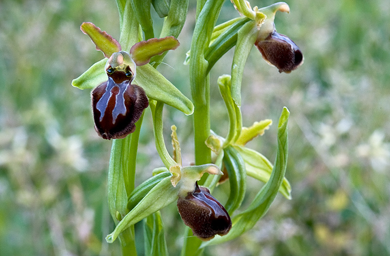 Ophrys-7186_89_2014.jpg