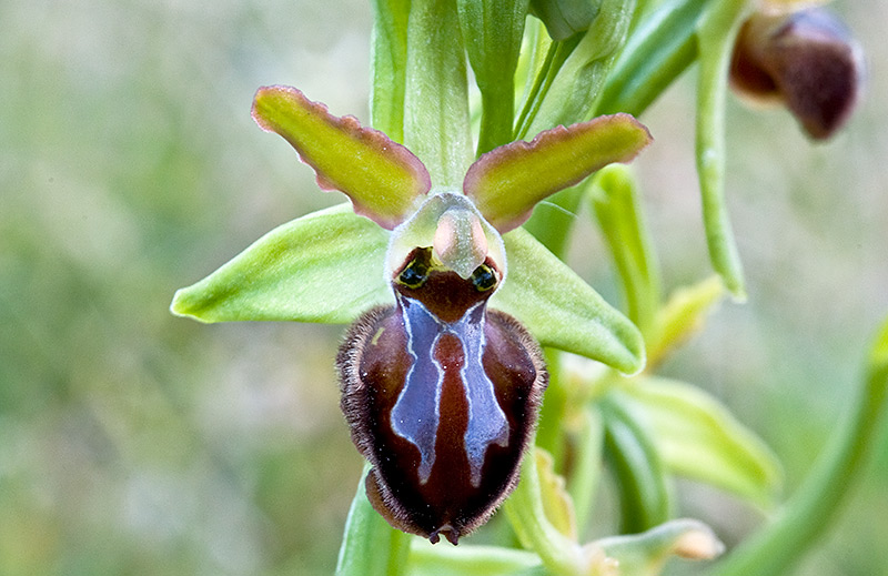 Ophrys-7179_84_2014.jpg