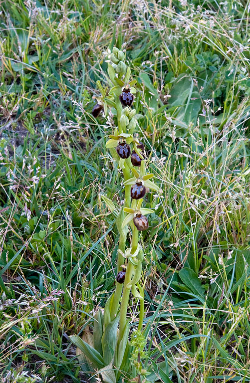 Ophrys-7205_08_2014.jpg