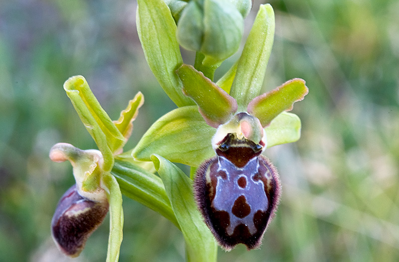 Ophrys-7233_35_2014.jpg