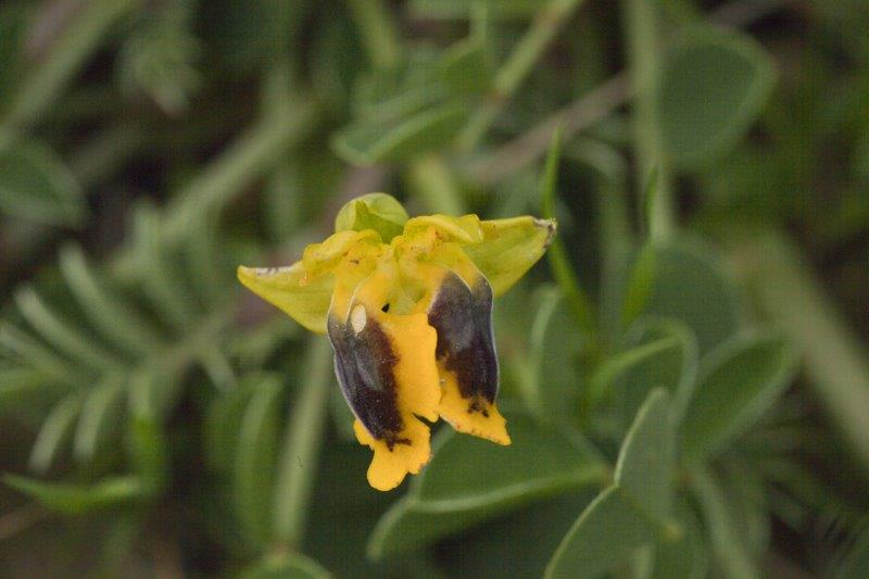 lusus lutea.jpg