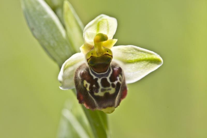 Ophrys gracilis.jpg