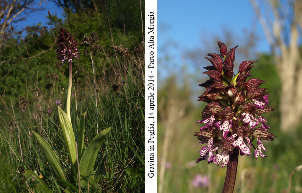 Orchis-purpurea-1.jpg