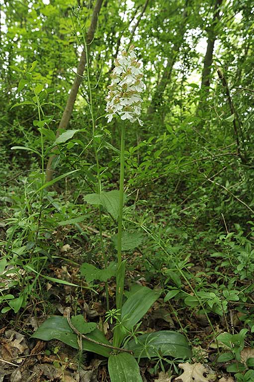 1Orchis-purpurea.jpg