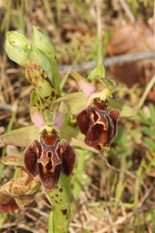 Oph. mamm. x umbil.  Krito Utera Cipro   1285.jpg