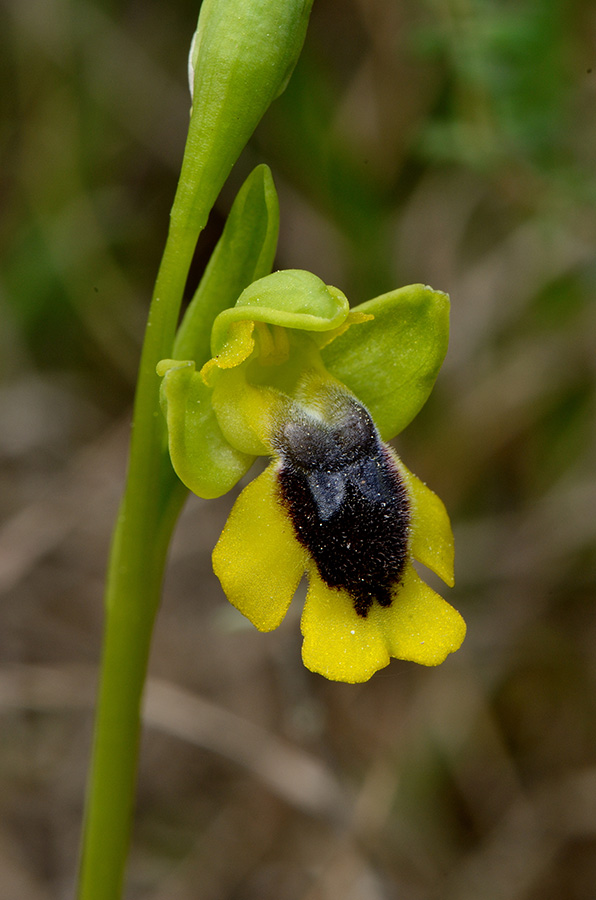 O lutea lutea.jpg