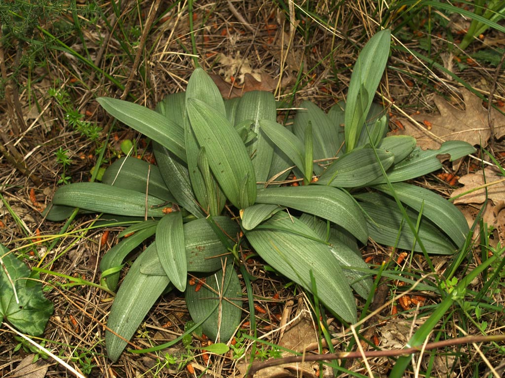 Ophrys-conradiae.jpg