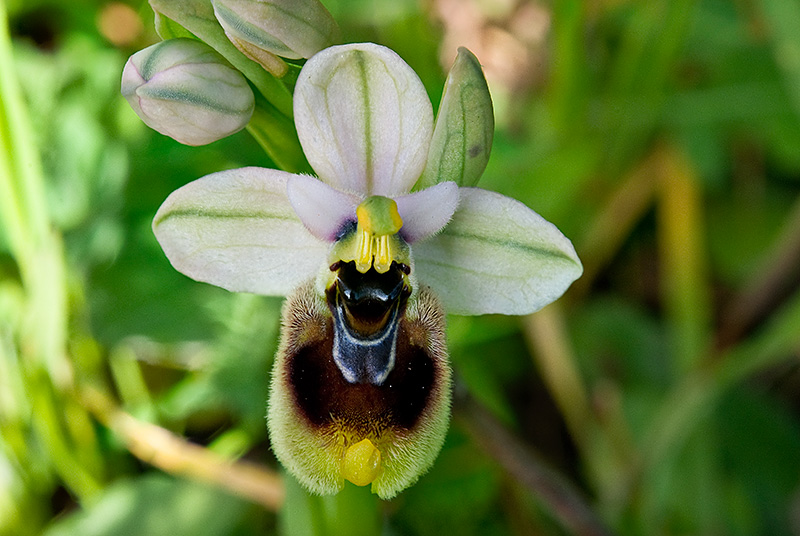 Ophrys-tenthredinifera-subsp-neglecta-7268_72_14.jpg