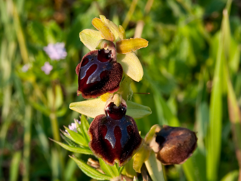 Ophrys-passionis-subsp-passionis-7881_85_2014.jpg