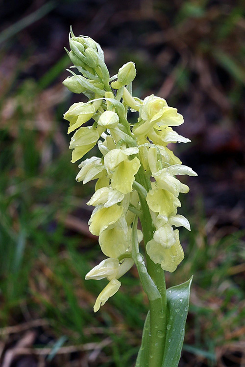 8m-orchis-pallens.jpg