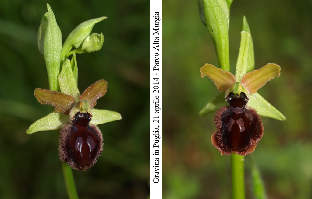 Ophrys-minipassionis-3.jpg