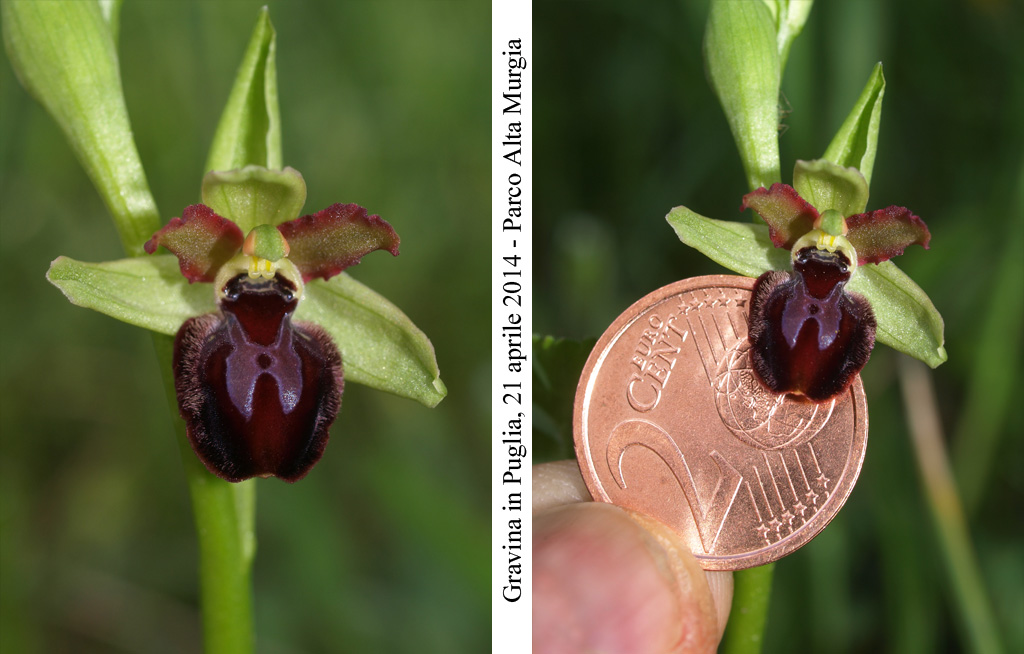 Ophrys-minipassionis-2.jpg