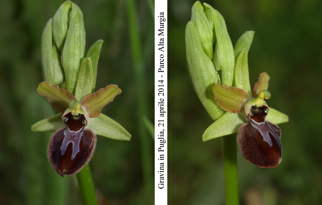 Ophrys-minipassionis-1.jpg