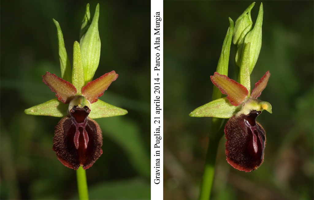 Ophrys-minipassionis-6.jpg