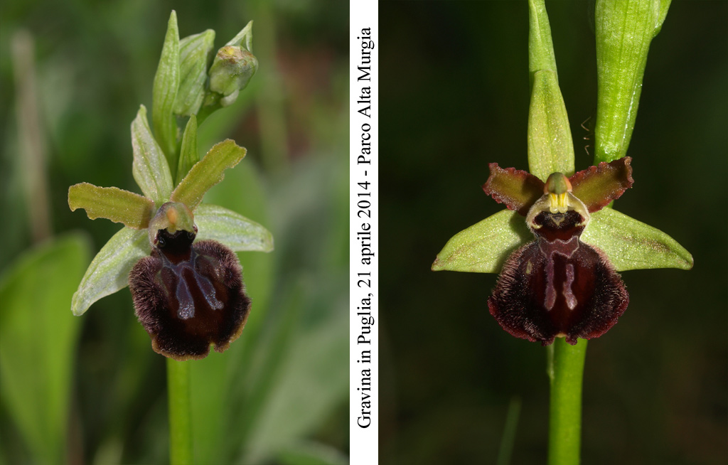 Ophrys-minipassionis-5.jpg