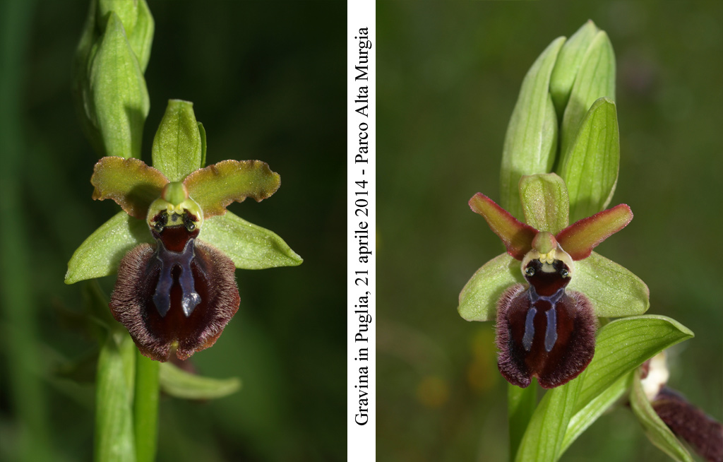 Ophrys-minipassionis-4.jpg