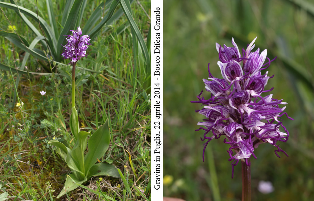 Orchis-simia.jpg