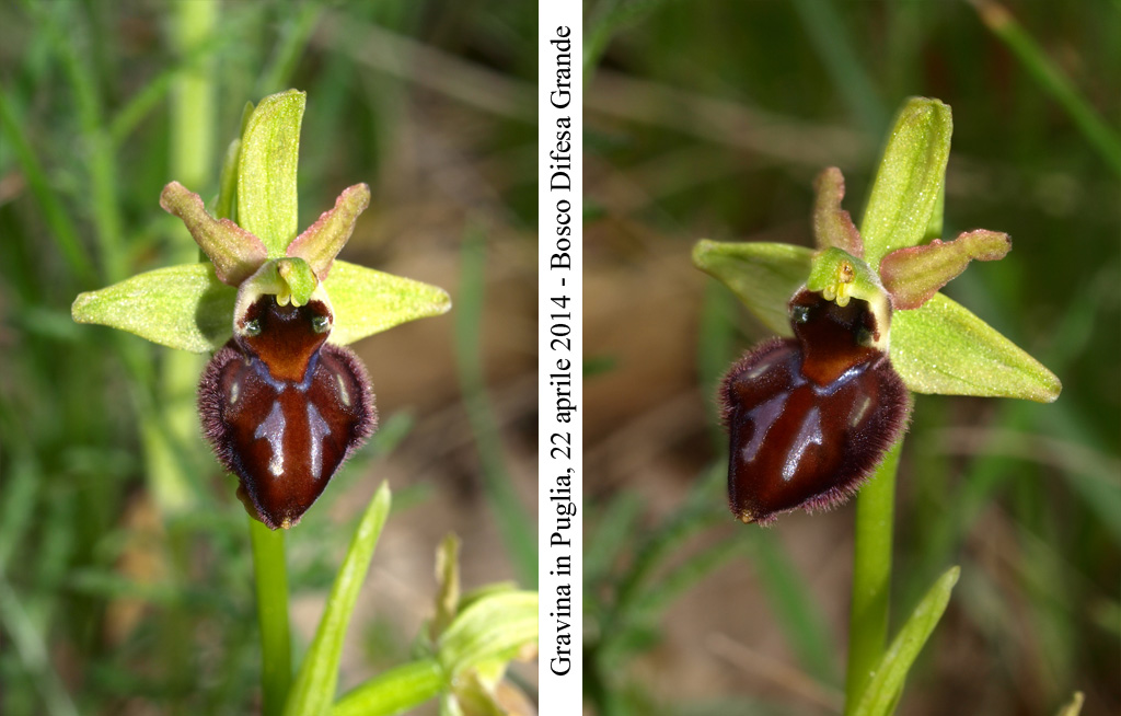 Ophrys-brutia-1.jpg