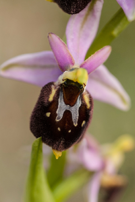 Op-argolica-pollinensis-14.jpg