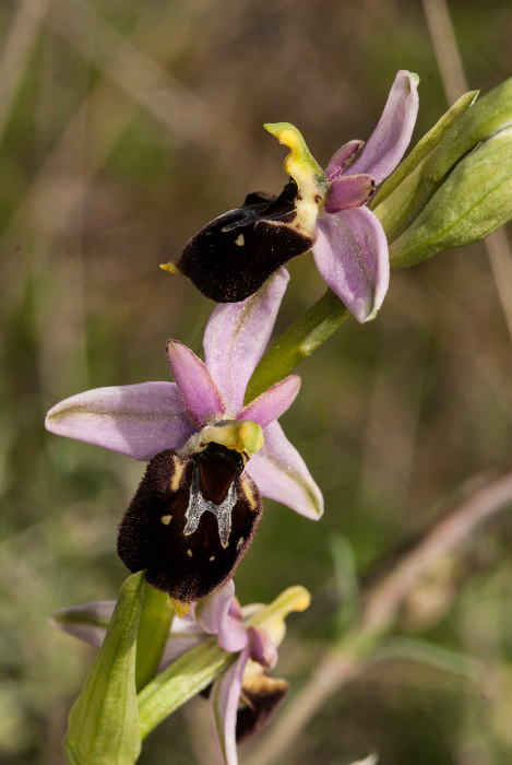 Op-argolica-pollinensis-13.jpg