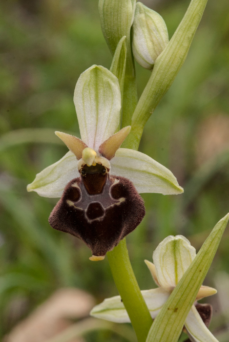 Op-argolica-pollinensis-11.jpg
