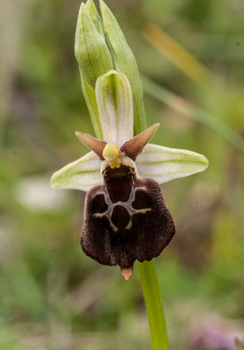 Op-argolica-pollinensis-9.jpg