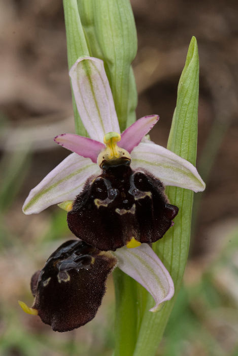 Op-argolica-pollinensis-3.jpg