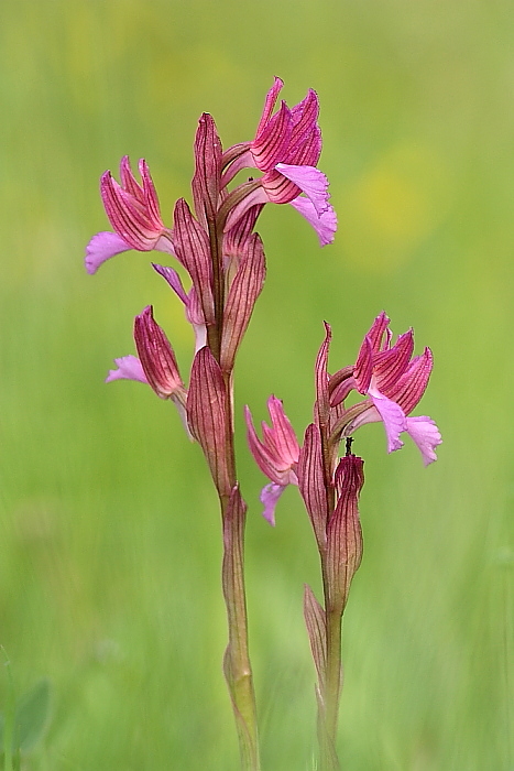 papilionacea.JPG