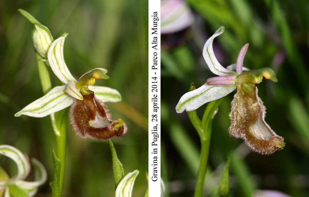 Ophrys-romolini-4.jpg