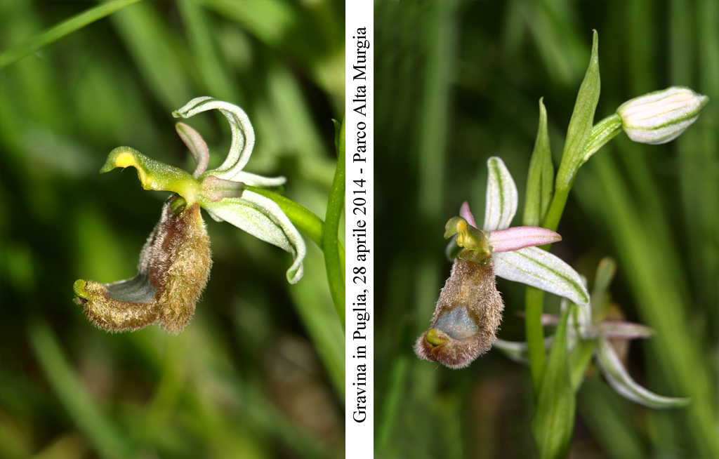 Ophrys-romolini-3.jpg