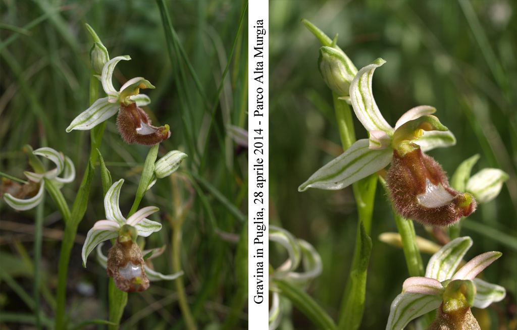 Ophrys-romolini-2.jpg