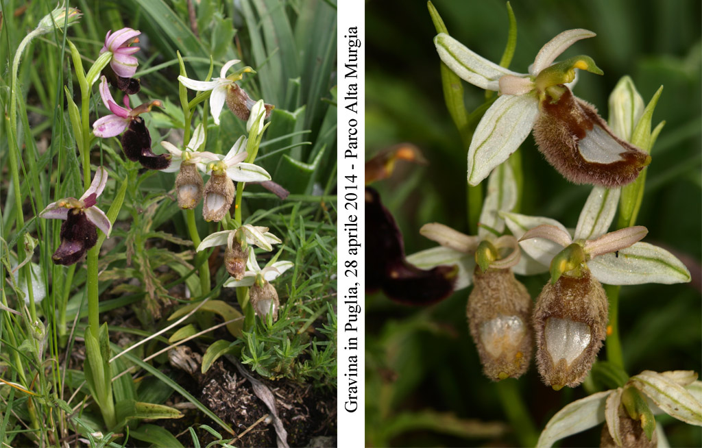 Ophrys-romolini-1.jpg