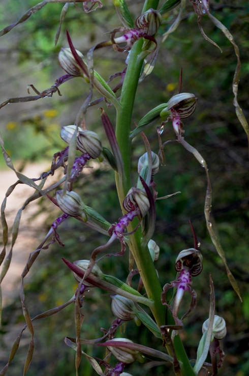 Himantoglossum adriaticum_0007 - Copia.JPG