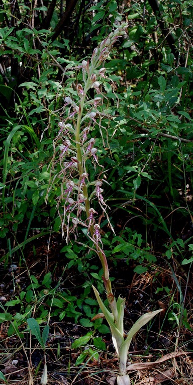 Himantoglossum adriaticum_7299 - Copia.JPG
