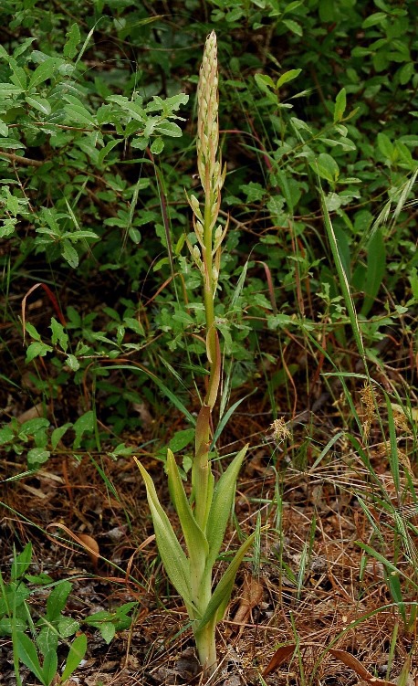 Himantoglossum adriaticum_7292.JPG