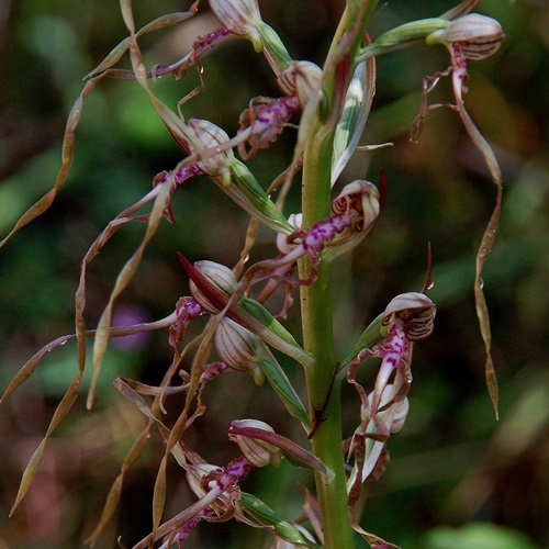 Himantoglossum adriaticum_7301 - Copia.JPG