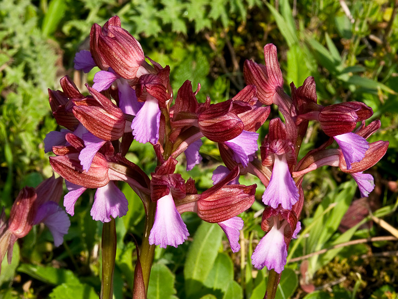 Anacamptis-papilionacea-7757_61_bis2014.jpg