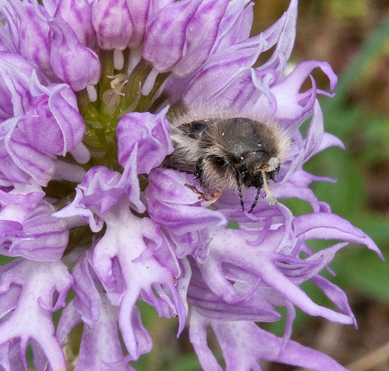 Orchis-italica-con-Tropinota-squalida-8524_bis2014.jpg