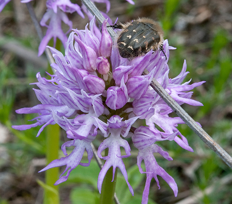 Orchis-italica-con-Tropinota-squalida-8514_bis2014.jpg